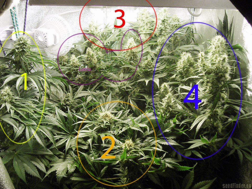 Love Cheese strain photo