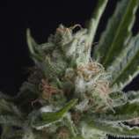 Shark strain photo