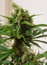 Cloud 9 strain photo