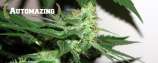 Automazing strain photo