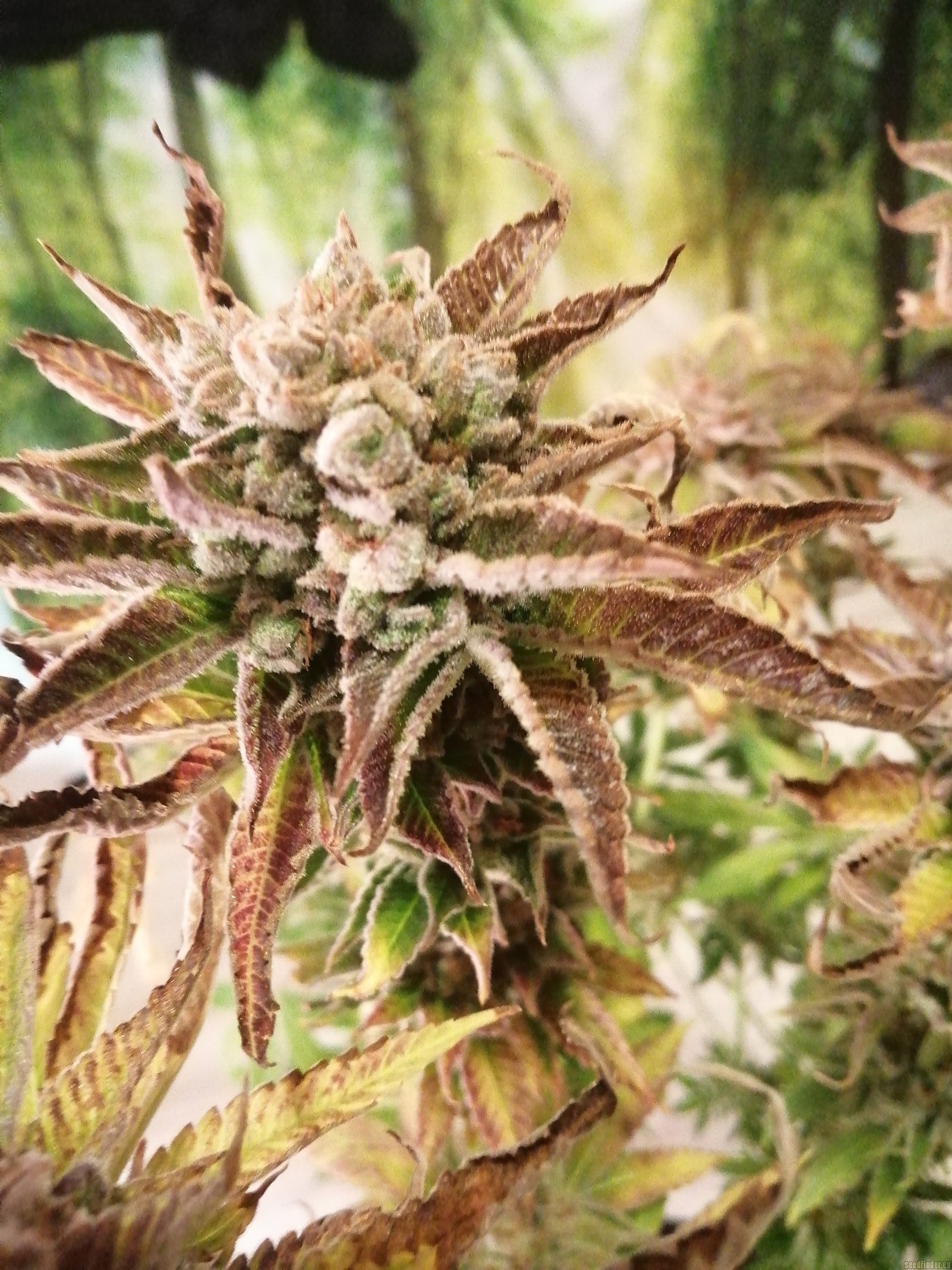Lemon Tree strain photo