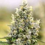 Auto Amnesia Haze strain photo