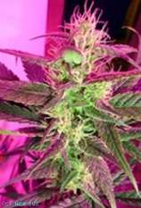 Irie strain photo