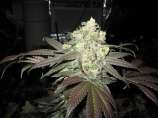 White Super Skunk strain photo