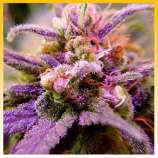 Supernova strain photo