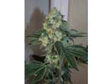 Pura Vida strain photo