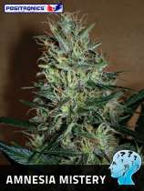 Amnesia Mistery strain photo