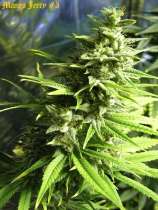 MangoJerry strain photo