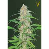 AK-77V strain photo