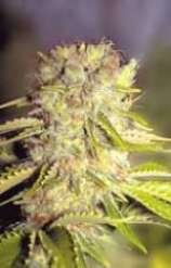 Flying Dutchmen - Dutchmens Royal Orange strain photo