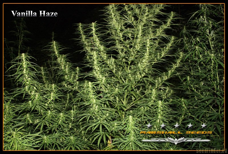 Vanilla Haze strain photo