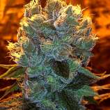 Gage Green Genetics - Aymi strain photo