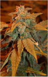 Dready Berry strain photo
