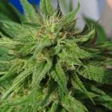 Kali China x Orient Express strain photo