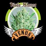 Viuda Blanca strain photo