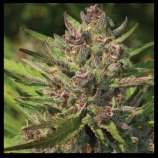 Purple Panty Dropper strain photo