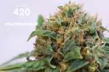 Platinum Jack strain photo