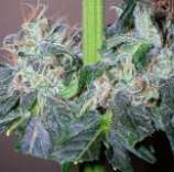 Northern Romulan strain photo