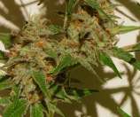 Ray's Choice strain photo