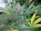 Ierdbei F3 strain photo
