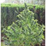 Biohazard Seeds - Goddess Kali strain photo
