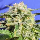 Lemonberry Haze Auto strain photo