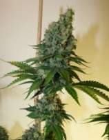 Congo Haze strain photo