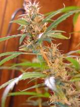 Afghan Haze strain photo