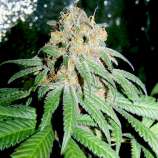 Call Girl strain photo