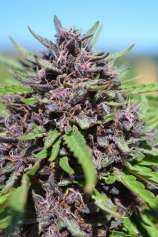 Panama x PCK strain photo