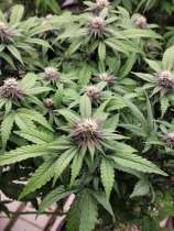 Pixels strain photo