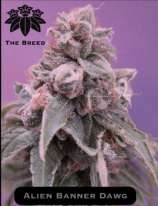Alien Banner Dawg strain photo