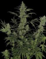 60 Day Lemon strain photo