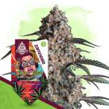 Karen Kush strain photo