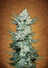Tangie'matic strain photo