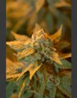 White Castle strain photo