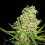 Auto Galaxy strain photo