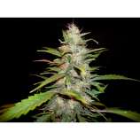 Auto Lavender strain photo
