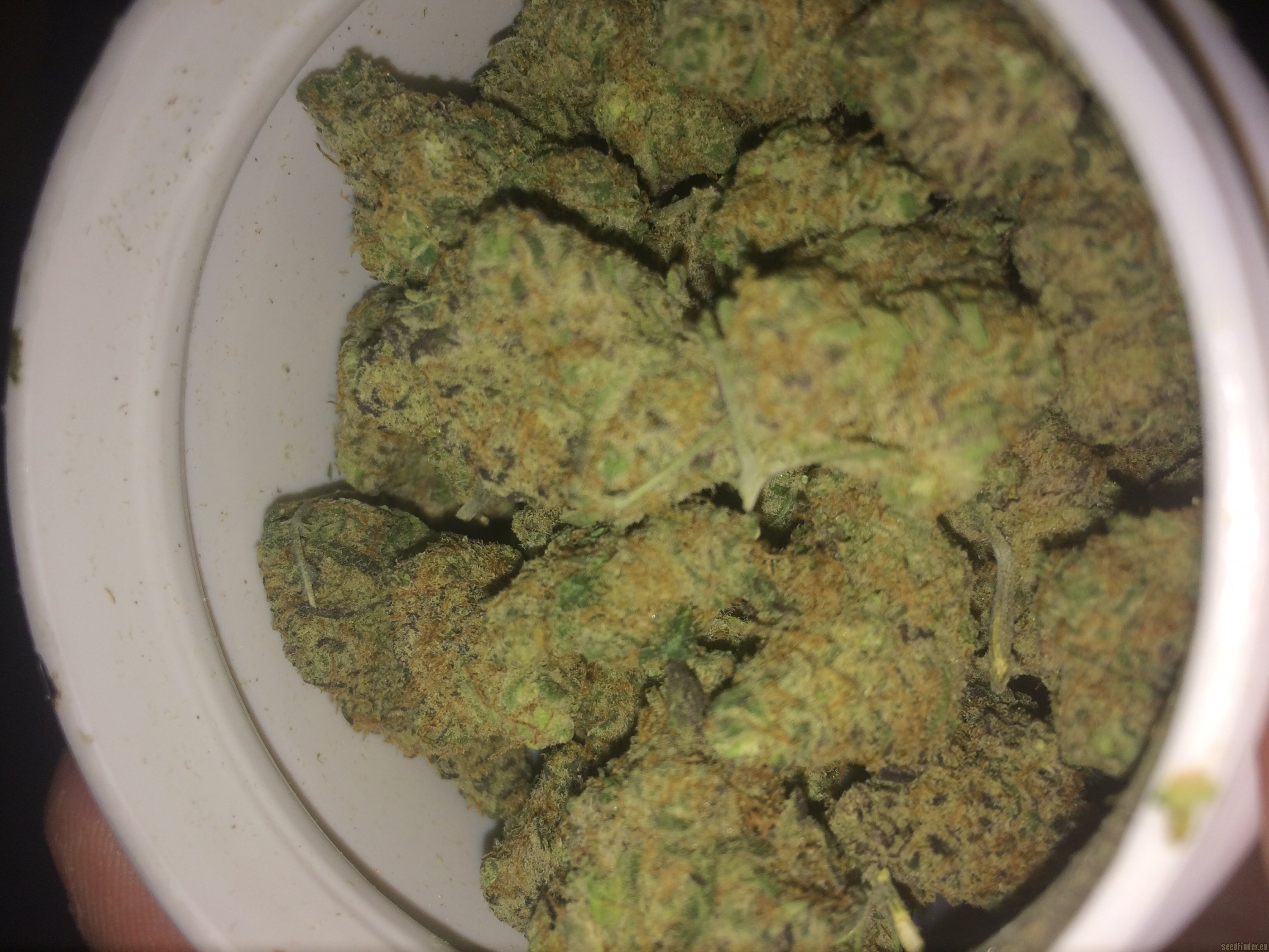 Black Garlic strain photo