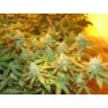 Riot Seeds - Grape Bubba Stomper V.1 strain photo