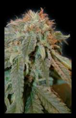 House Of The Great Gardener - Haoma strain photo
