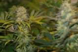 Jack 33 strain photo