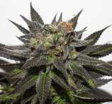 Old Gorilla strain photo