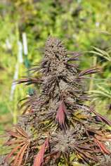 Tropical Tangie strain photo