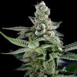 Crocketts Haze strain photo