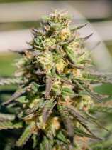 Pellezino strain photo