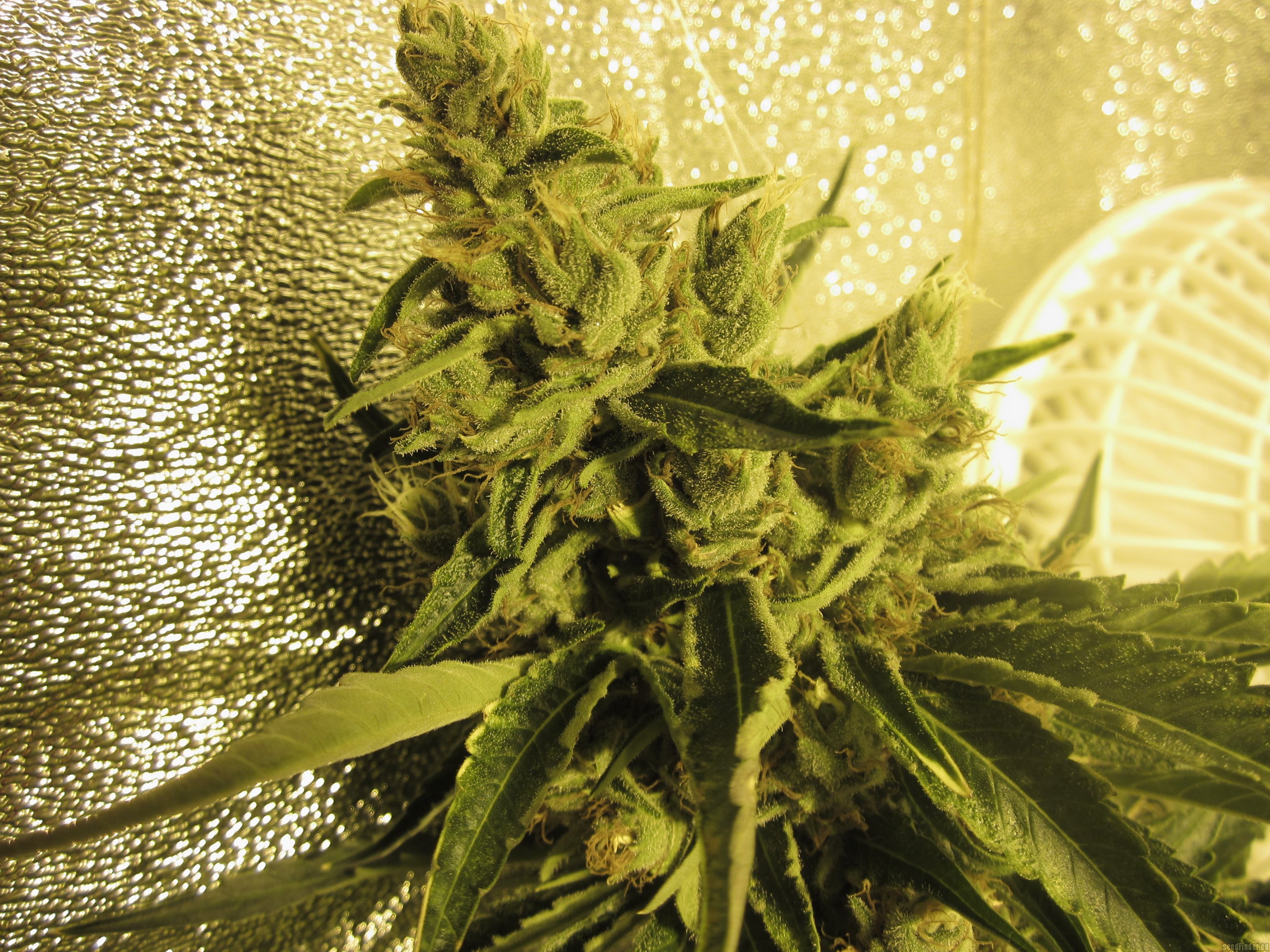 Sour Dragon strain photo