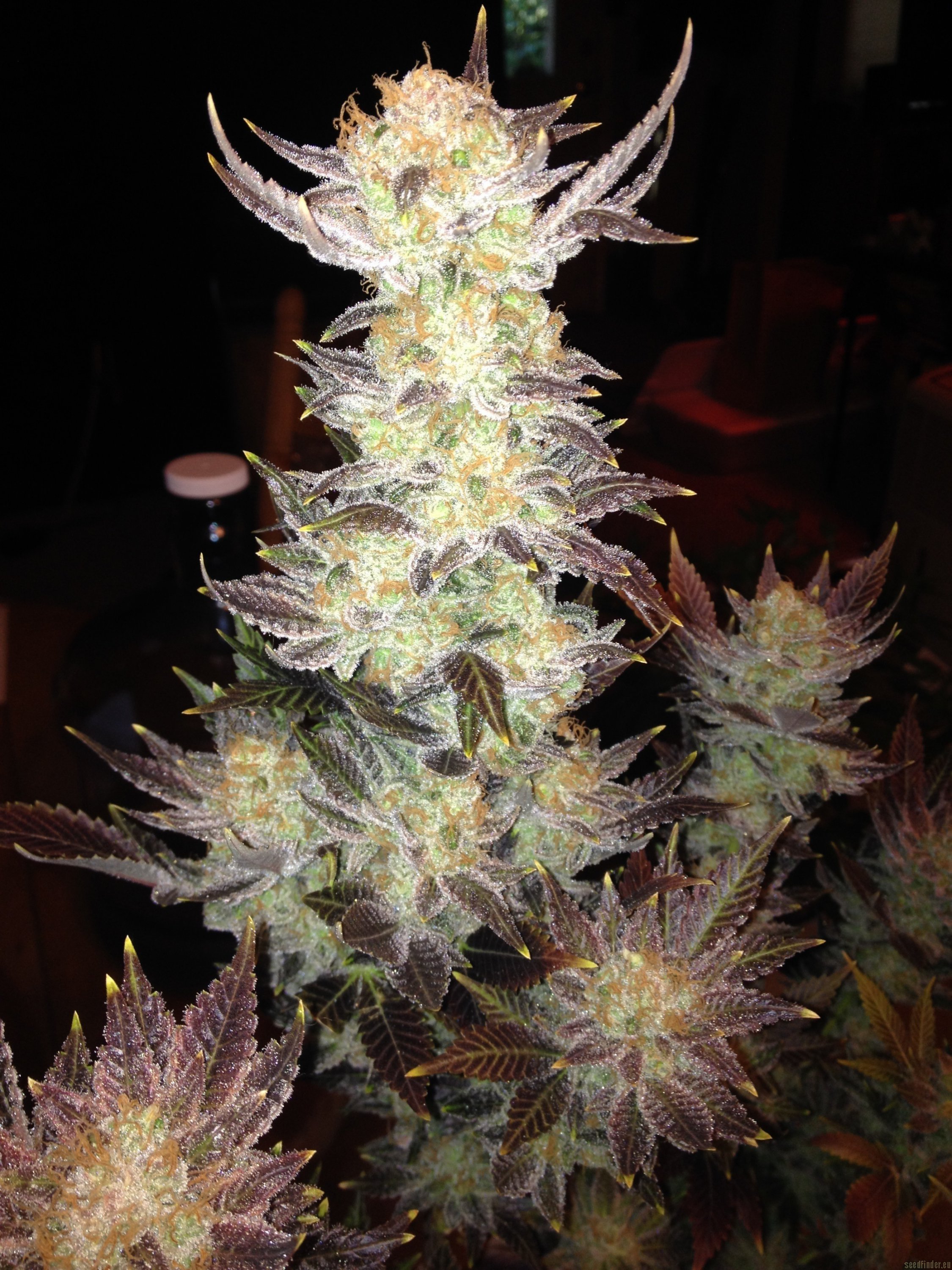 Strawberry Creme strain photo