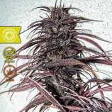 Tropical Seeds Company - Old Congo strain photo