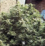 Super Sativa Seed Club - Durban-Chitral Hybrid strain photo